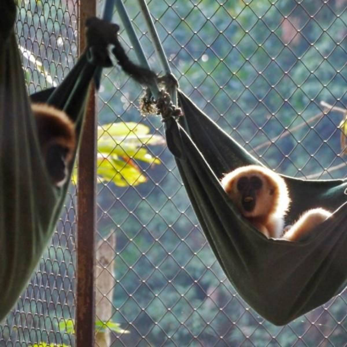 GoEco Thailand - Gibbon Primate Sanctuary