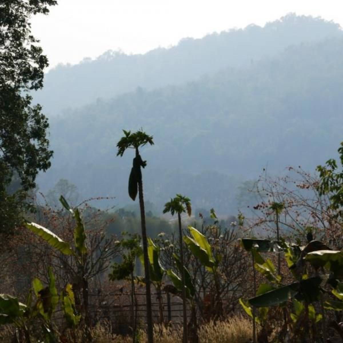 GoEco Thailand - Gibbon Primate Sanctuary