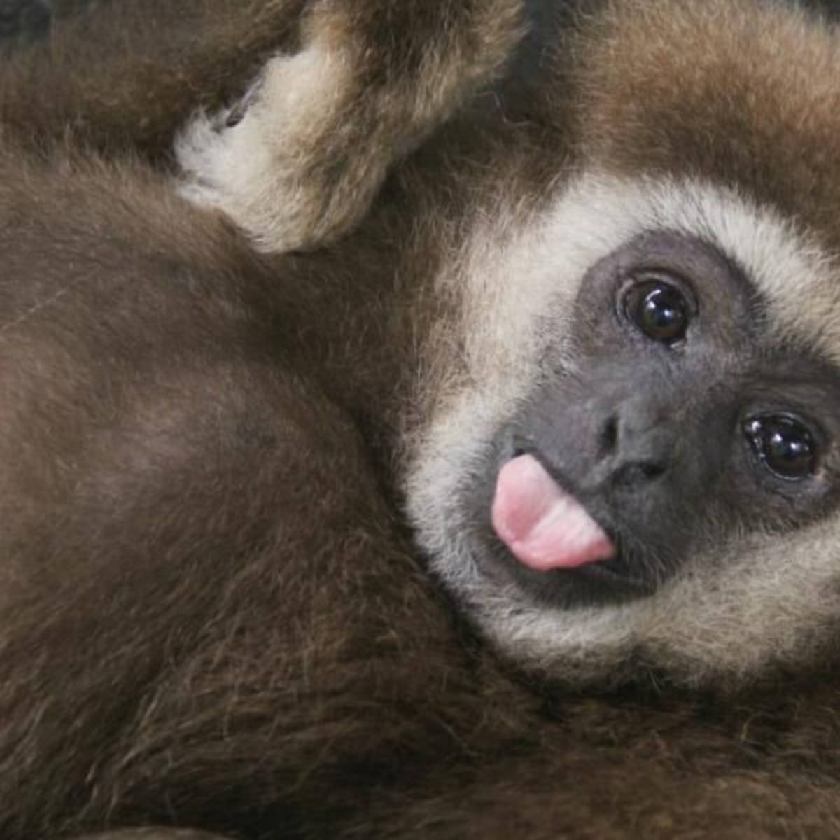 GoEco - Gibbon Sanctuary