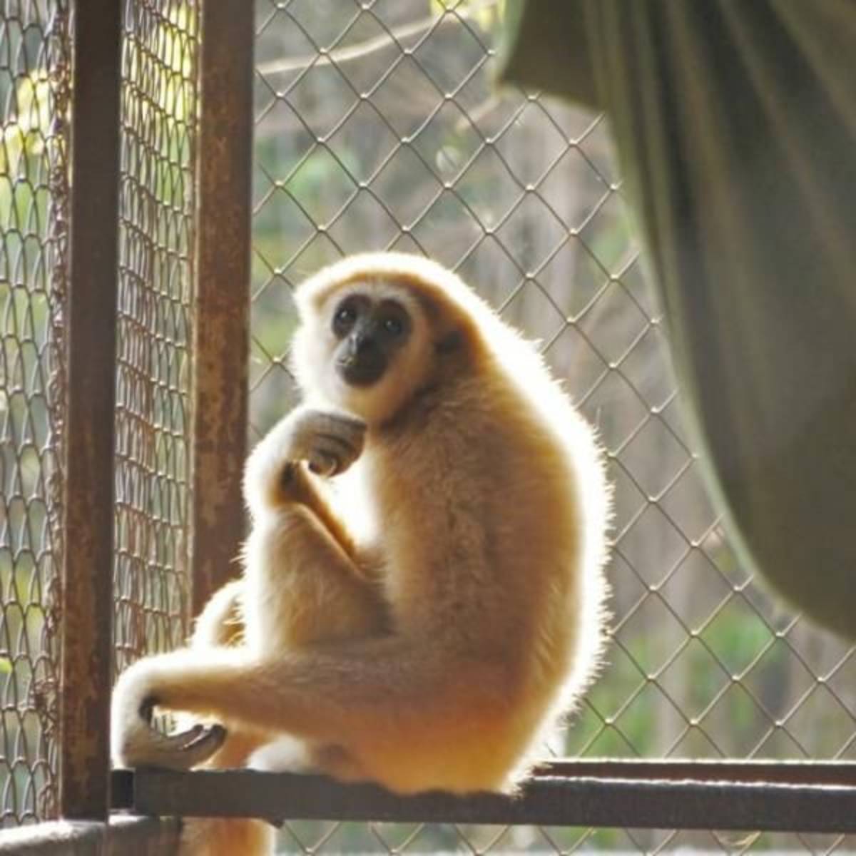GoEco Thailand - Gibbon Primate Sanctuary