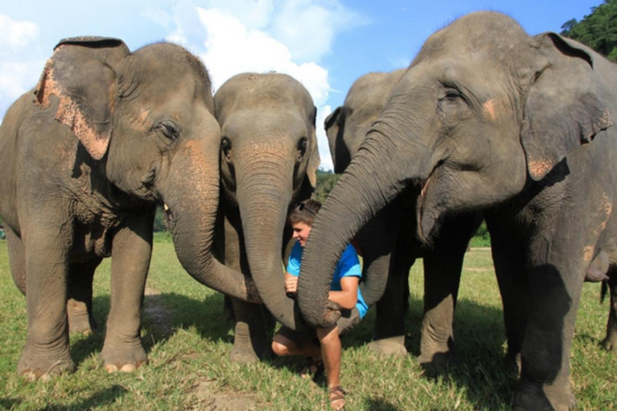 Thailand Mid Teen Summer Program - Elephants