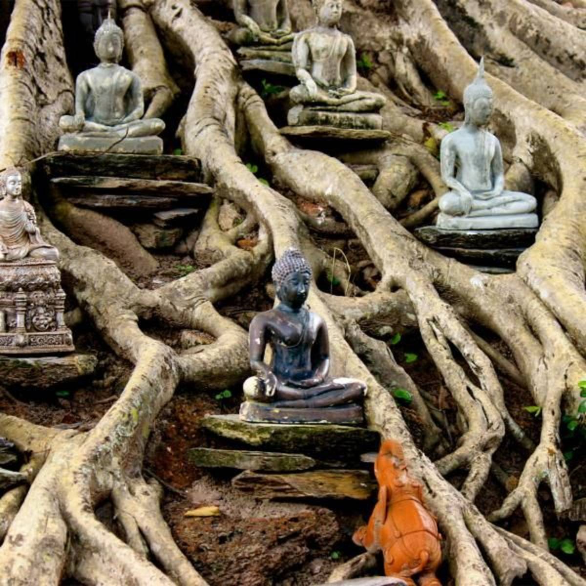 tree temple in Thailand