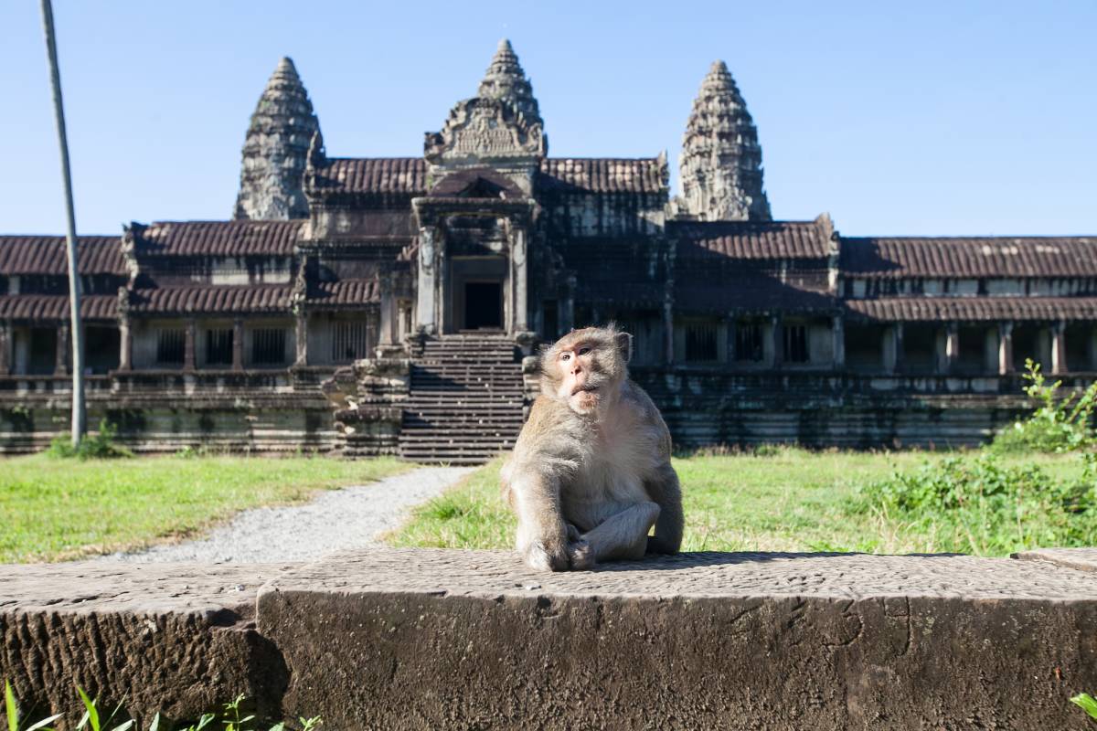This monkey was hanging out and posing for us on an unusually quiet day at Angkor Wat, Cambodia’s famous temple complex and the largest religious monument in the world.