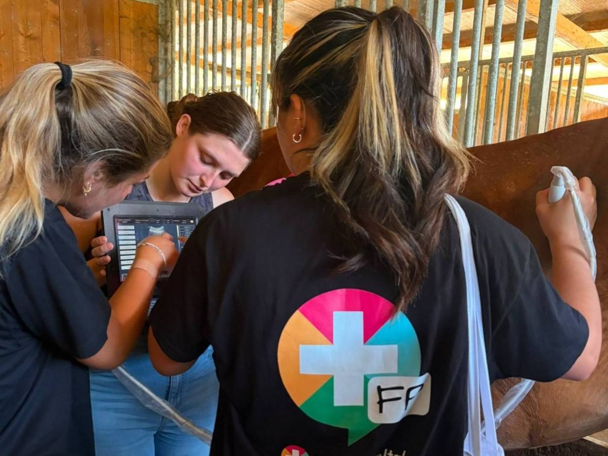 Three fellows conducting an ultrasound on a rescued equine.