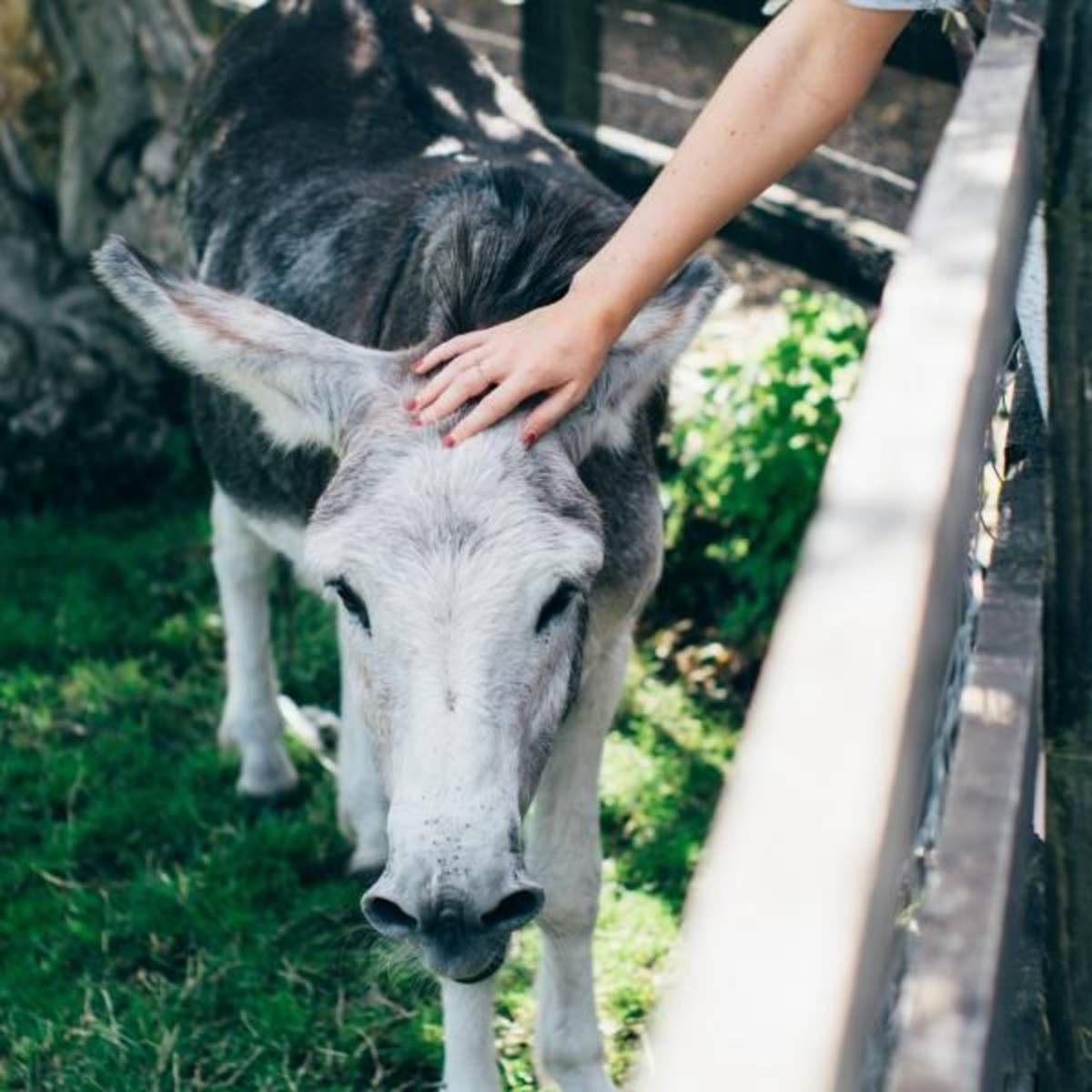 Veterinary Science Internship