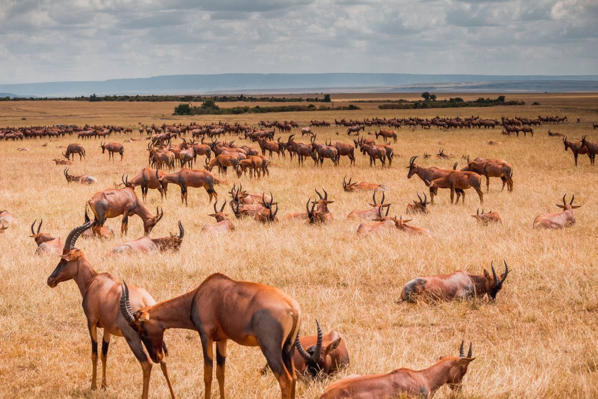 Topi at masai Mara
