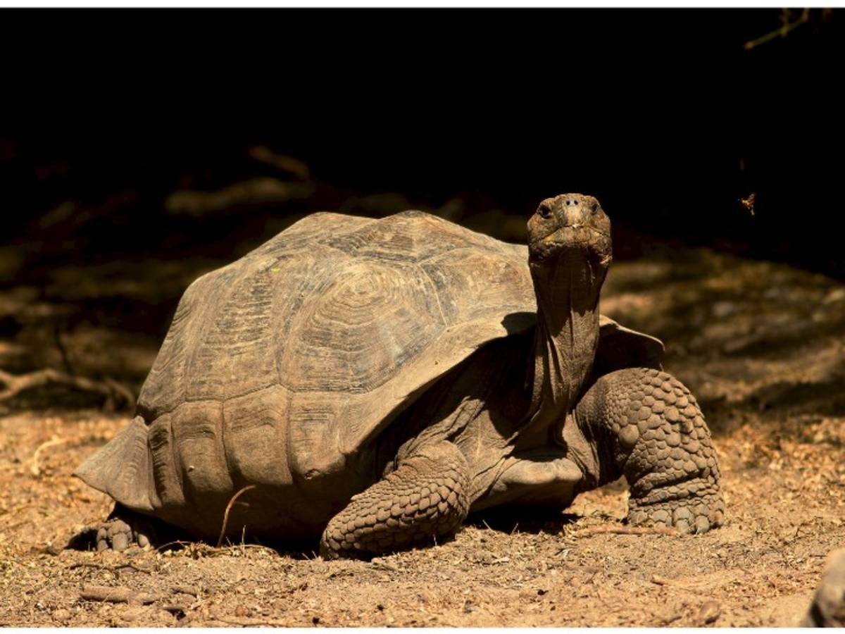 tortoise