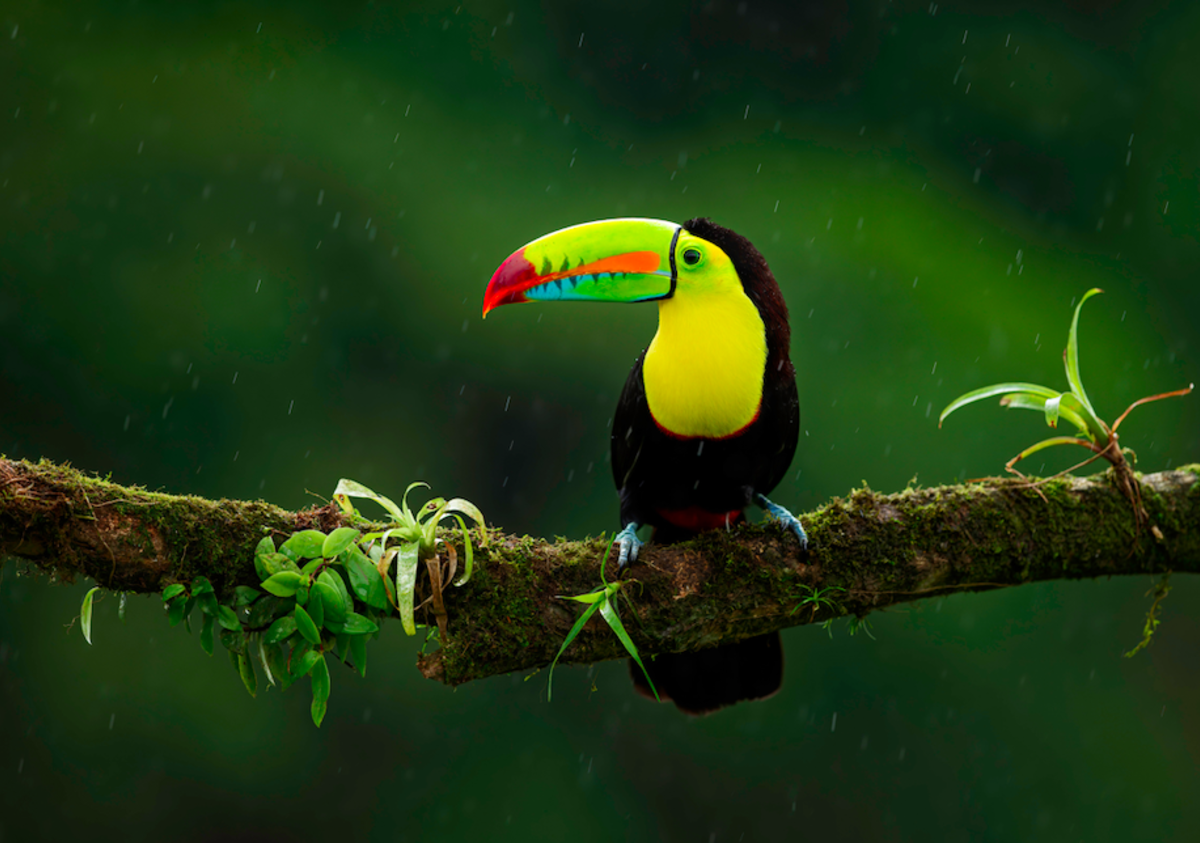 Toucan in Costa Rica