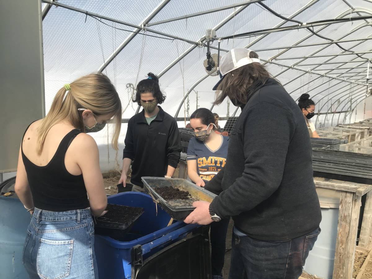 Transplanting seedlings in the greenhouse