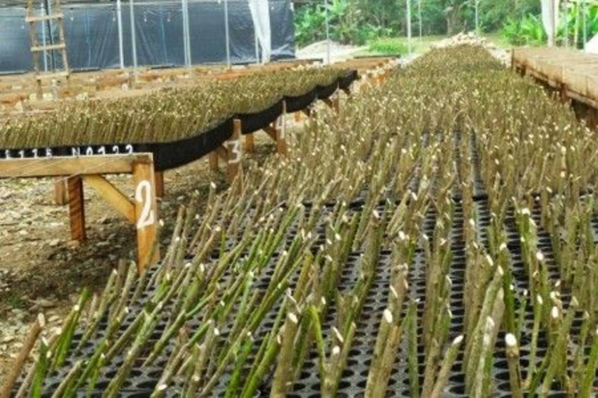 tree shoots