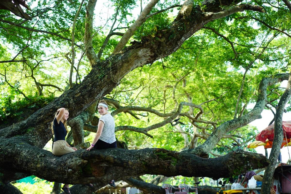 tree