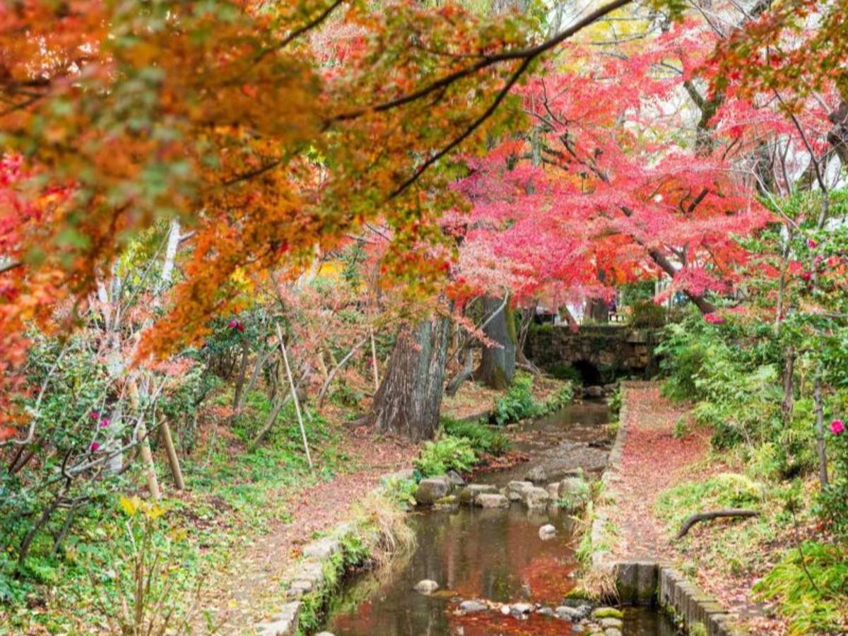 Trees changing into fall colors near a stream of water, near the Musashi University campus.