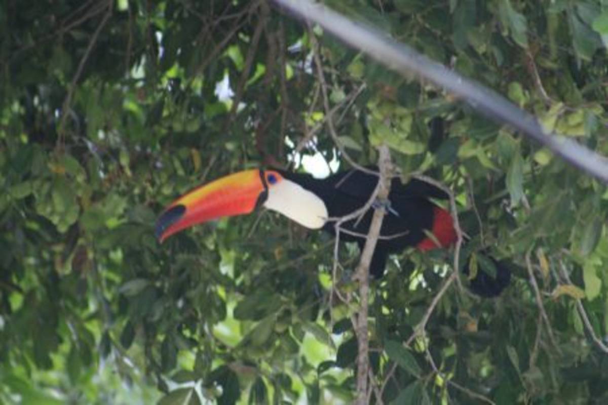 Toucan on the branch