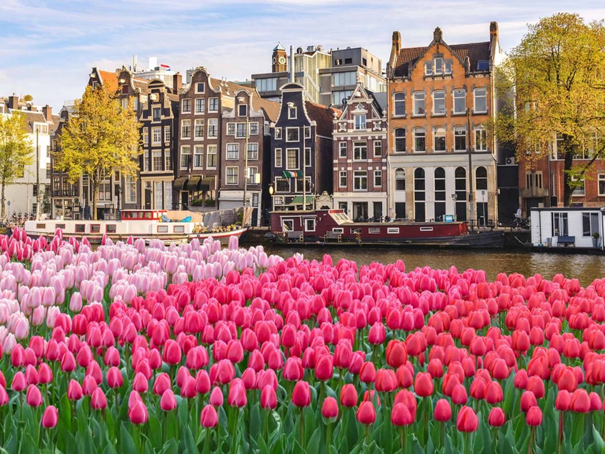 Tulips in front of canal in Amsterdam