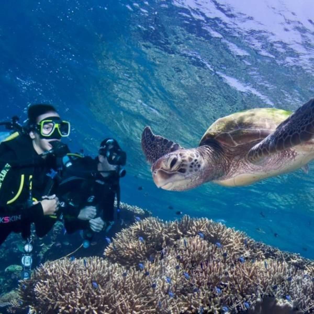Volunteer in Marine Conservation