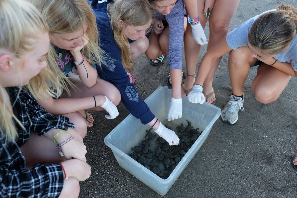 Turtle Conservation