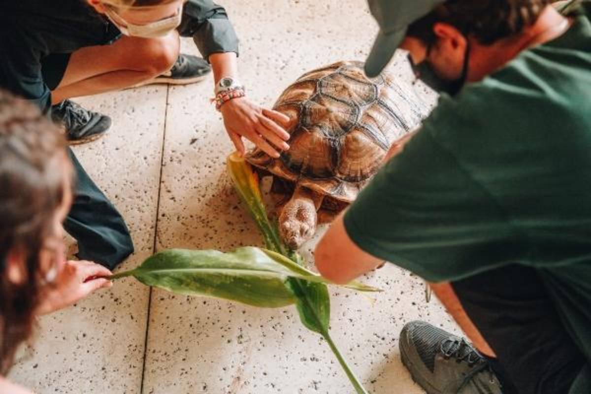 Turtle in Hawaii