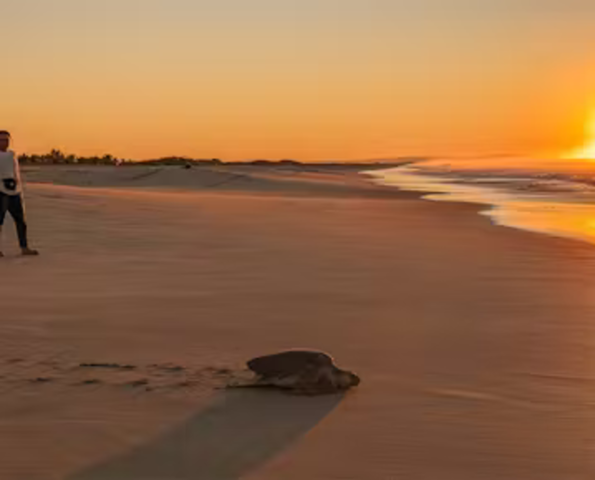 Turtle making its way to the Ocean