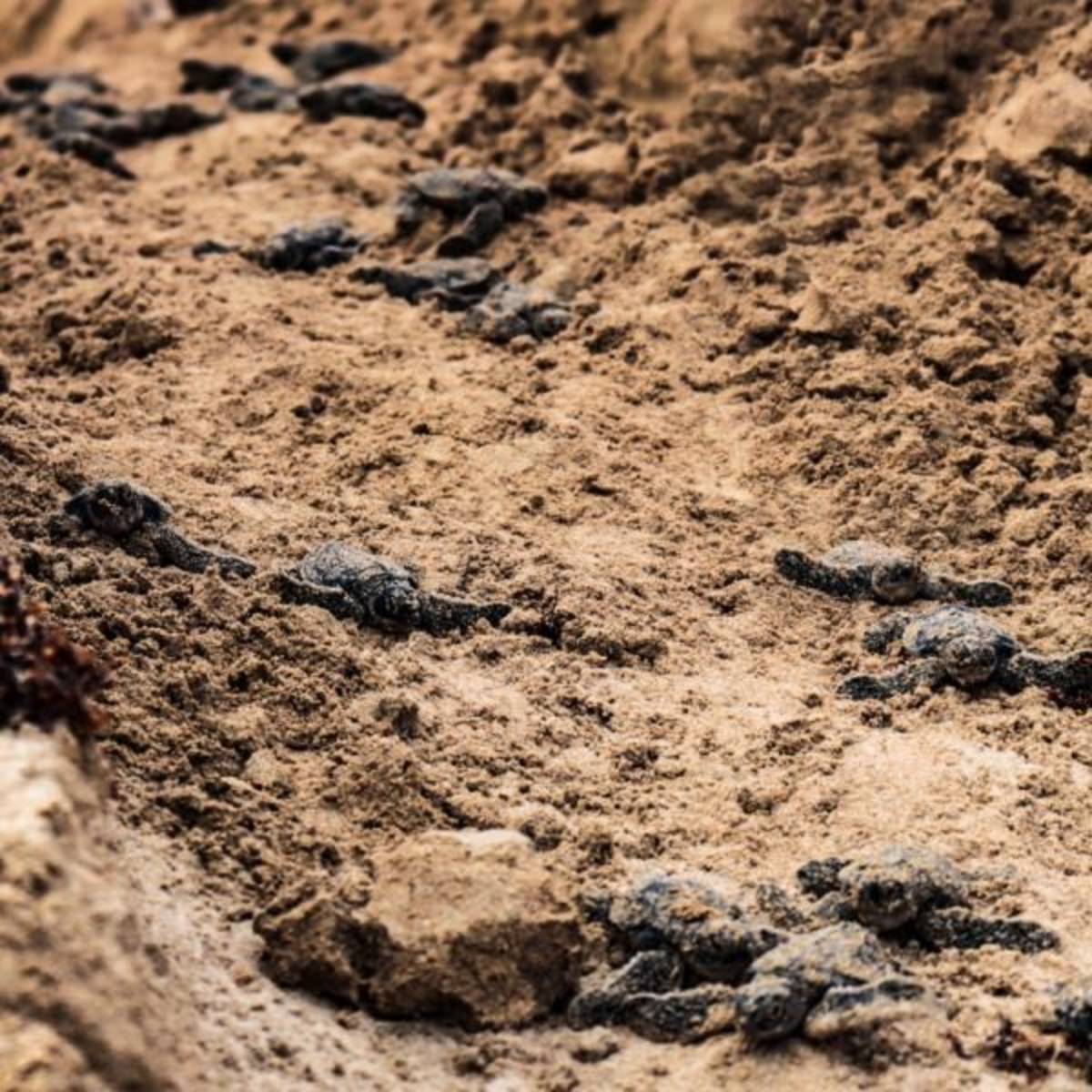 sea turtle nest monitoring
