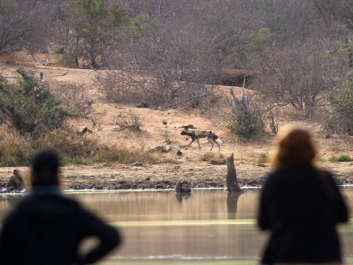 Two ACE volunteers watching a wild dog on the other side of the water