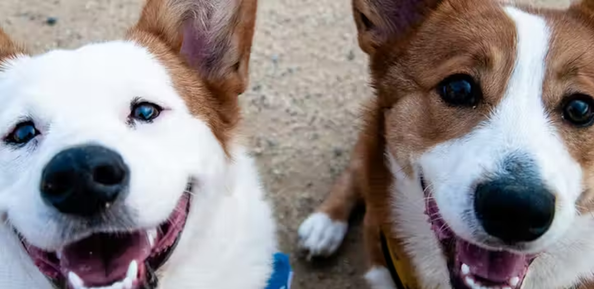 Two Dogs in Costa Rica