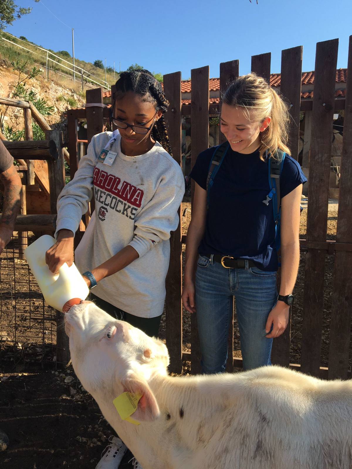 Two fellows feeding a calf