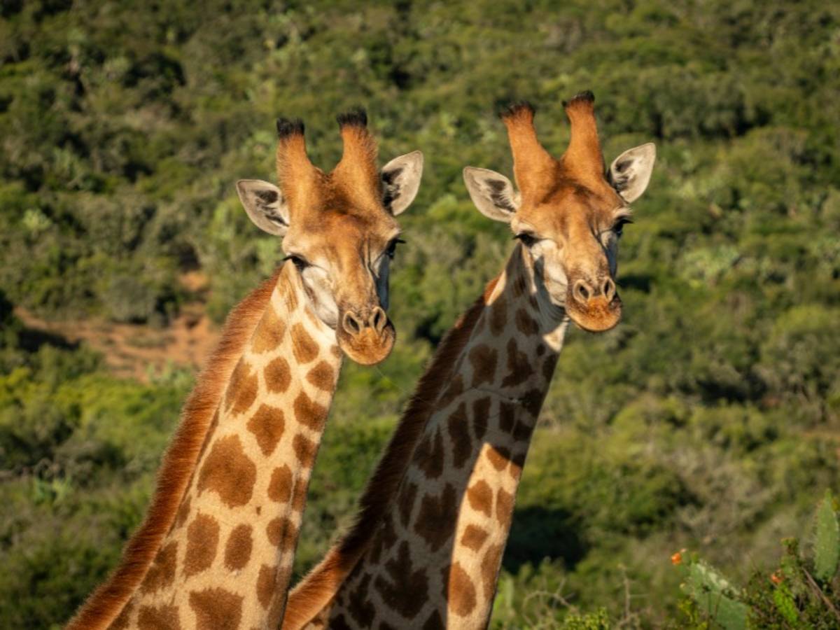 Two giraffes standing side by side against a bushveld backdrop on a South Africa Penda Photo Tour