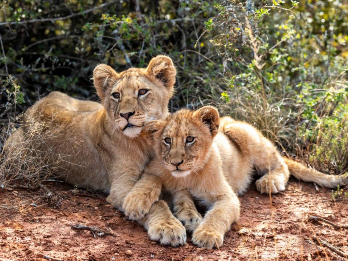 Two lion cubs resting together in the bush on a South Africa Penda Photo Tours