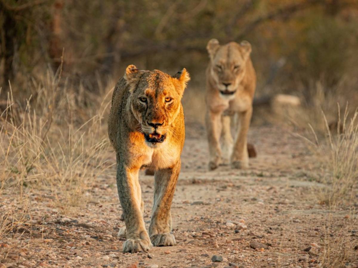 Two lionesses walking down a dirt track at golden hour in Kruger on a Penda Photo Tour Safari