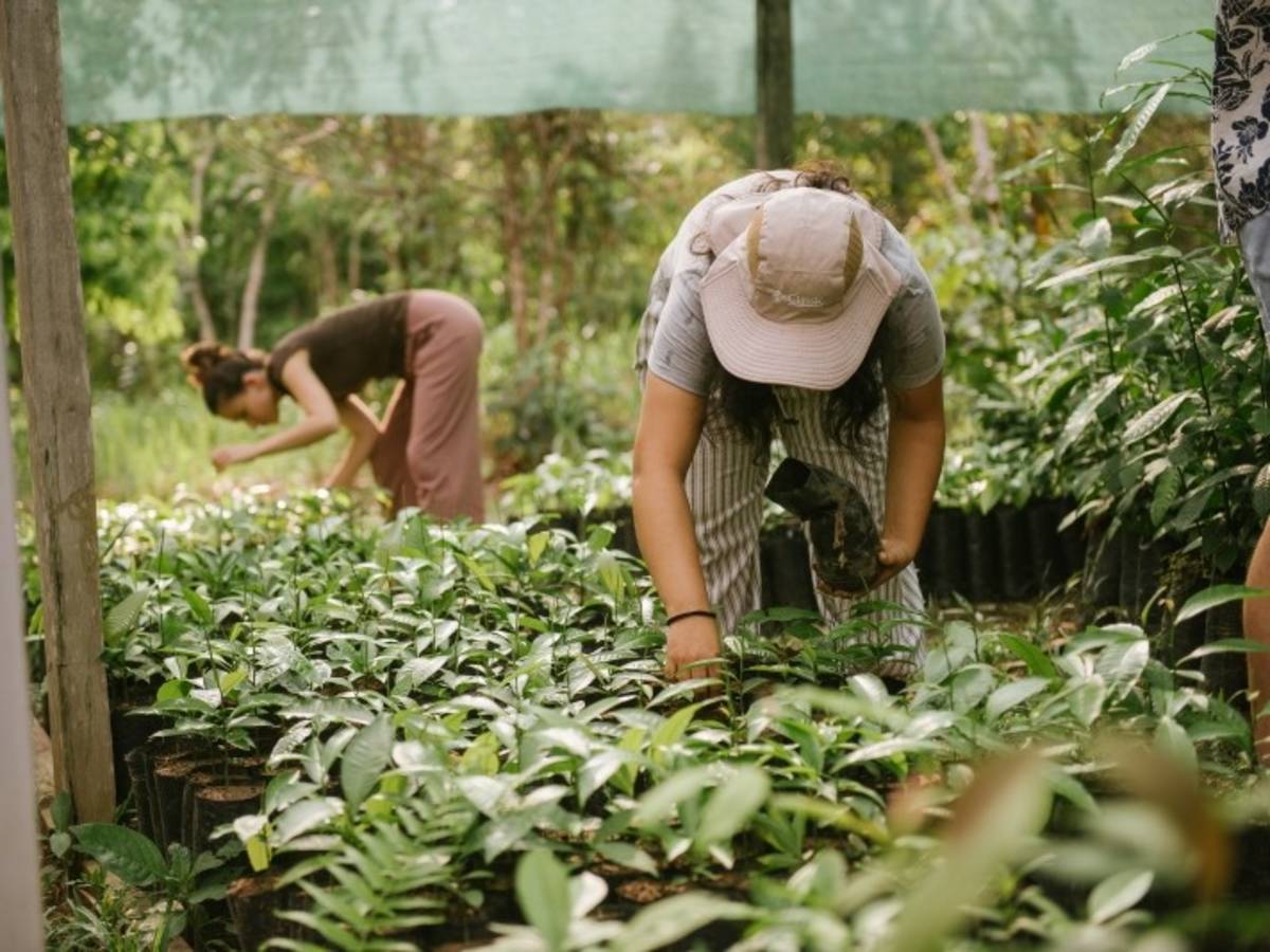 Two people caring for the seedlings in ASA's reforestation nursery