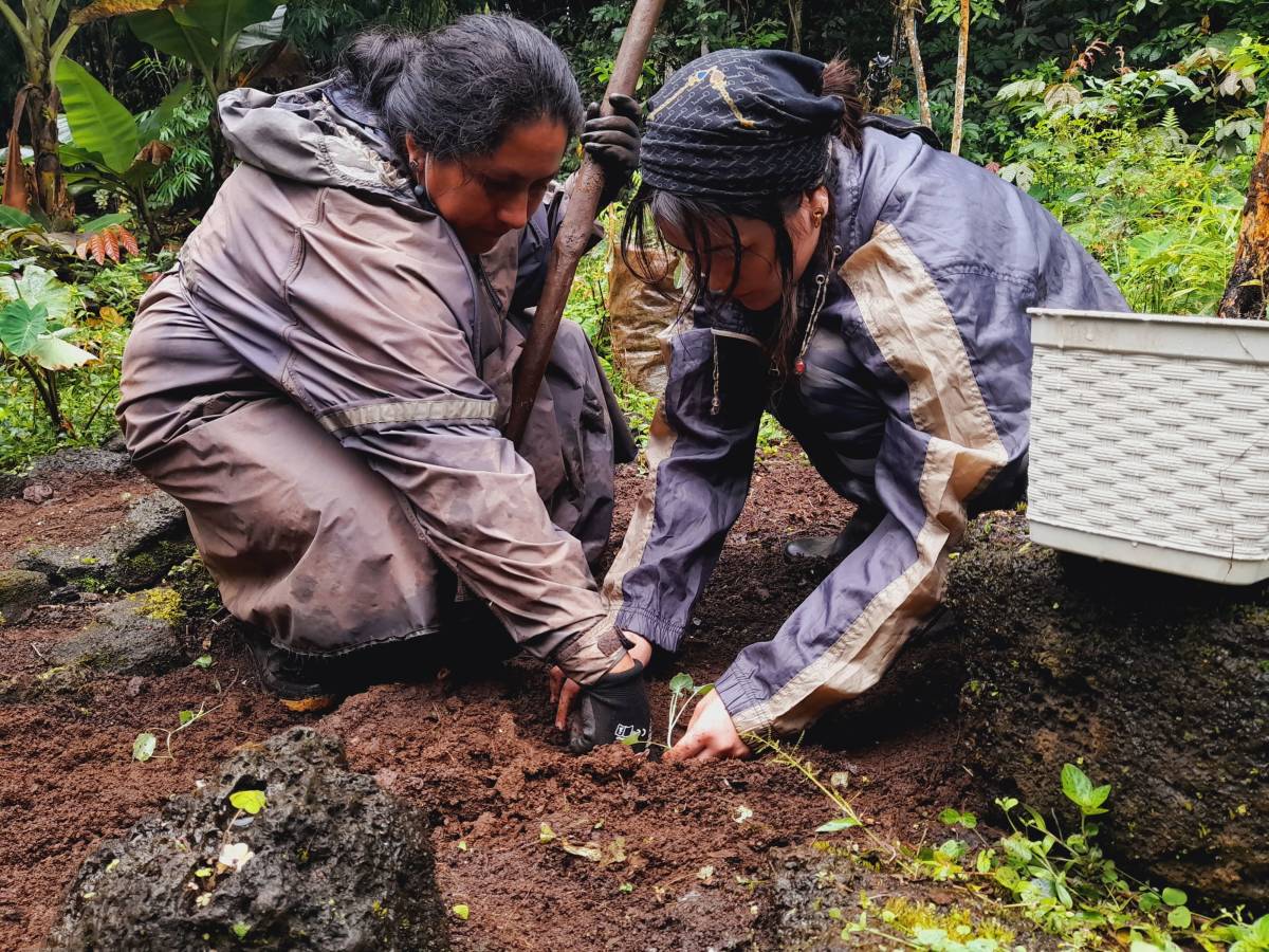 Two people crouch and plant a seedling