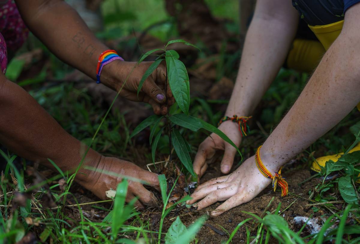 Two sets of hands plant a plant. 