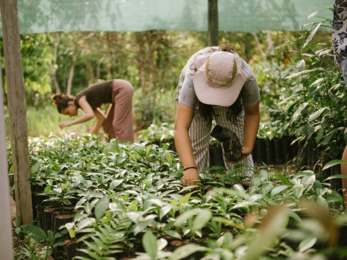 Two staff members caring for native tree seedlings in the reforestation nursery.