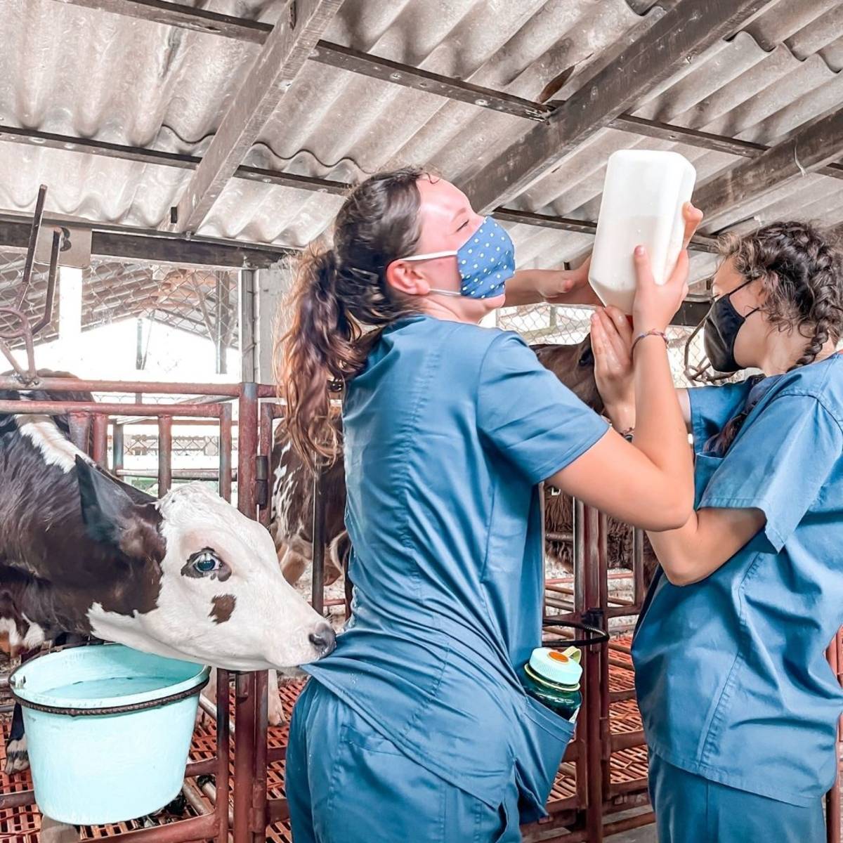 Two teen girls feeding cattle