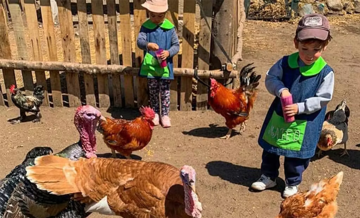 Two young IVHQ Volunteers feeding a group of turkeys and chickens