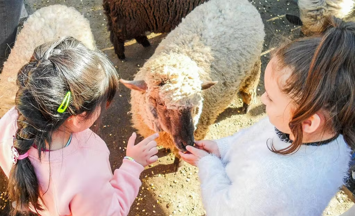 Two young IVHQ volunteers feeding a sheep in Argentina