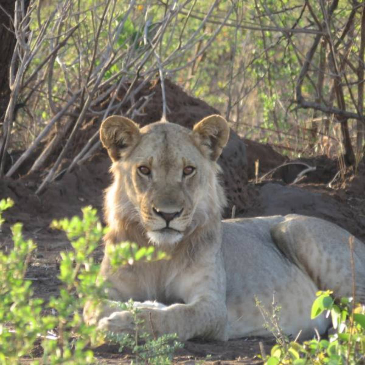 Volunteer in Vic Falls with IVHQ