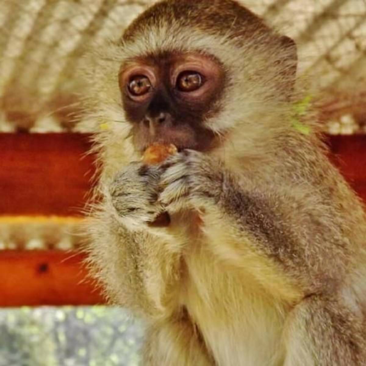 GoEco Malawi - Wildlife Rescue Center Veterinary Internship