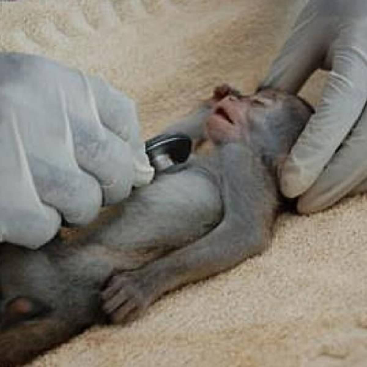 GoEco Malawi - Wildlife Rescue Center Veterinary Internship