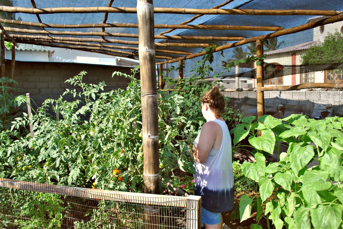 Urban Agriculture & Sustainable Farming Internship, Ecuador