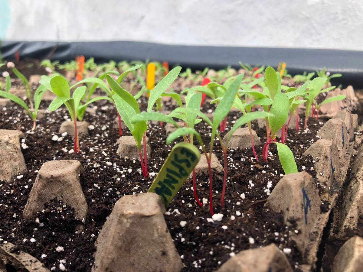 Urban Agriculture & Sustainable Farming Internship, Ecuador