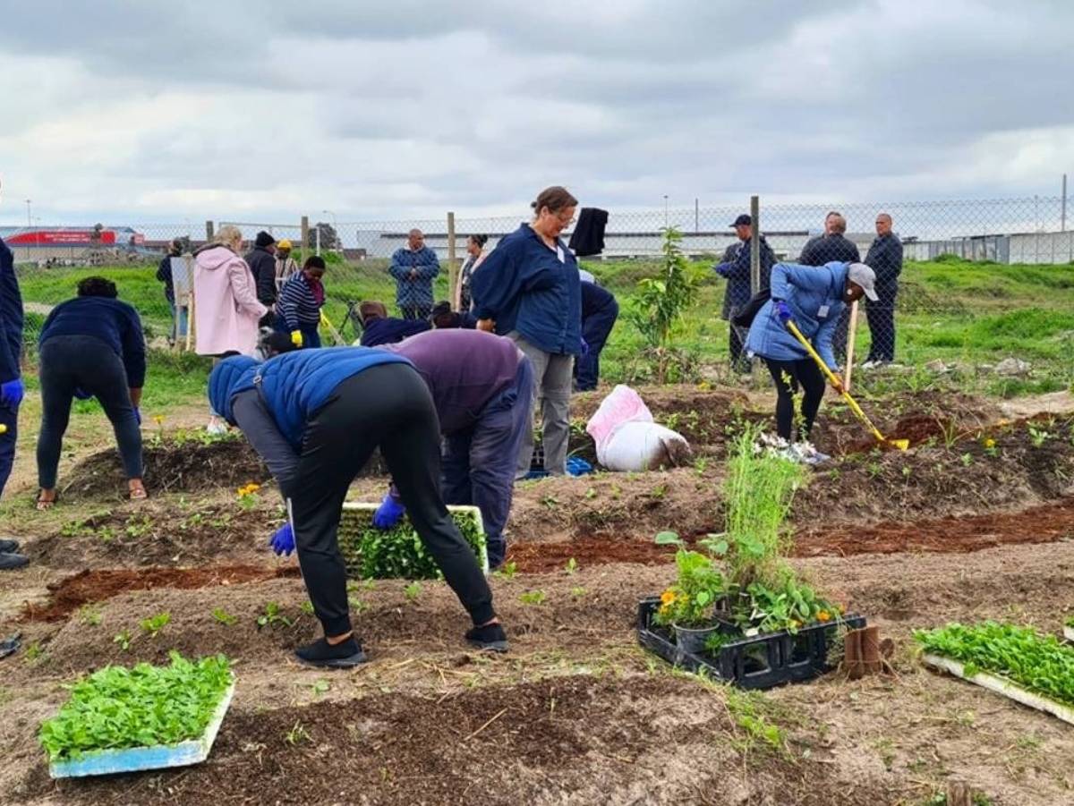 Urban Farming in Cape Town, South Africa