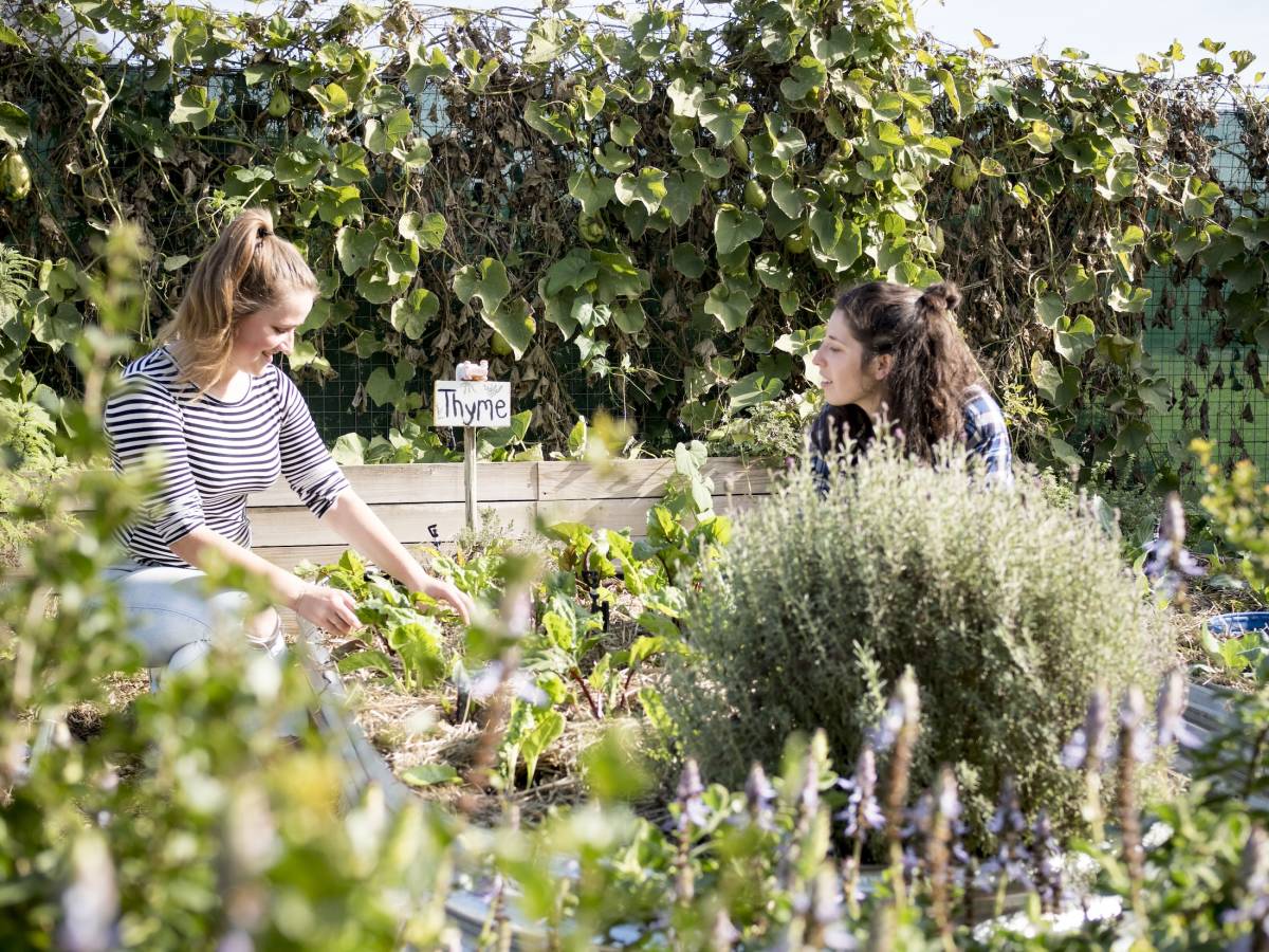 Urban Farming Internship in Cape Town, South Africa
