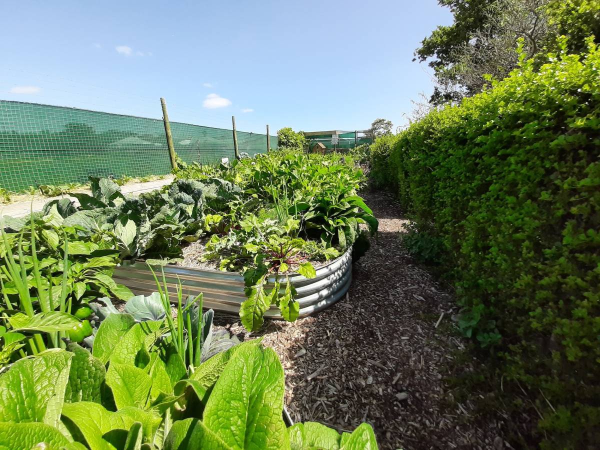 Urban Farming Internship in Cape Town, South Africa