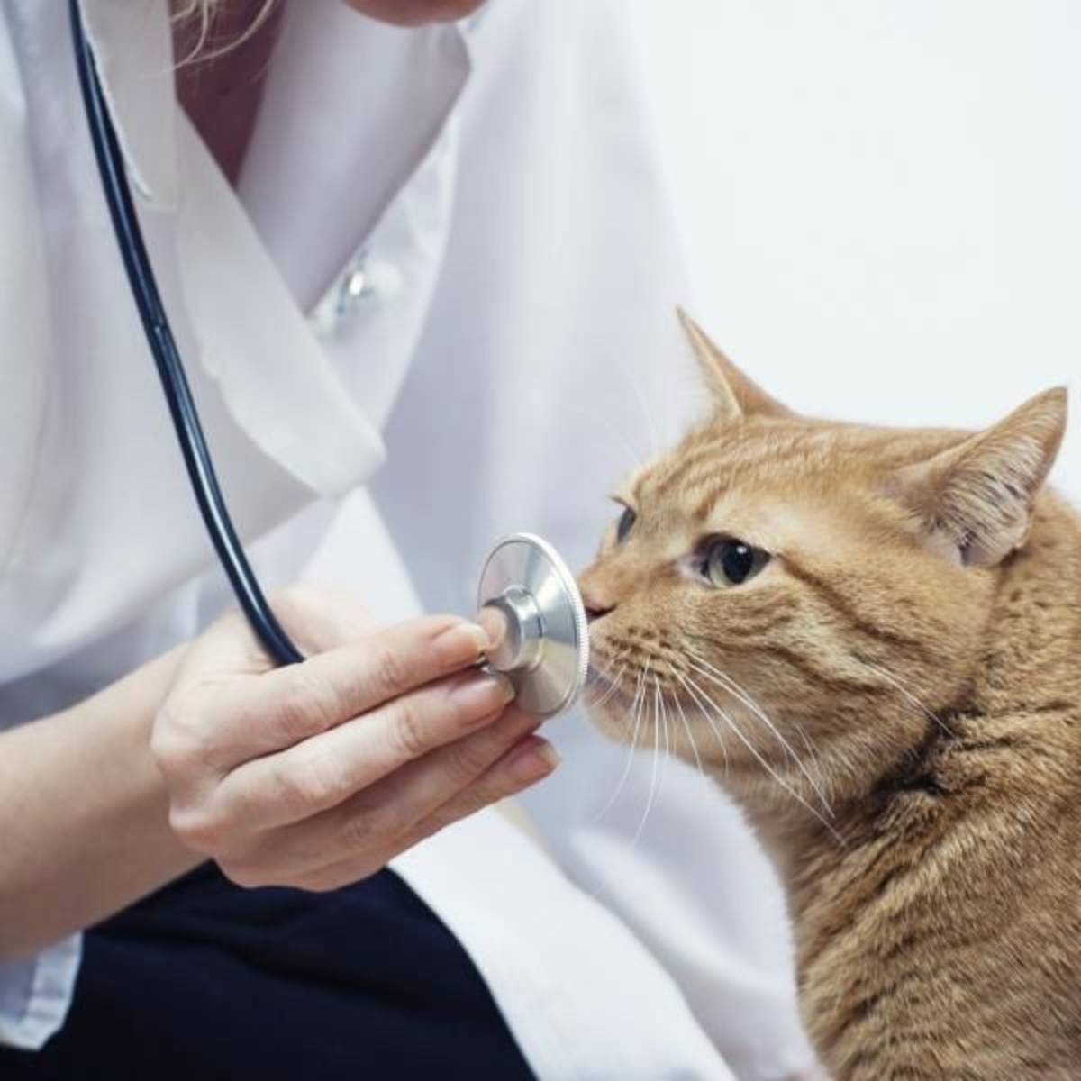Volunteer as a Vet