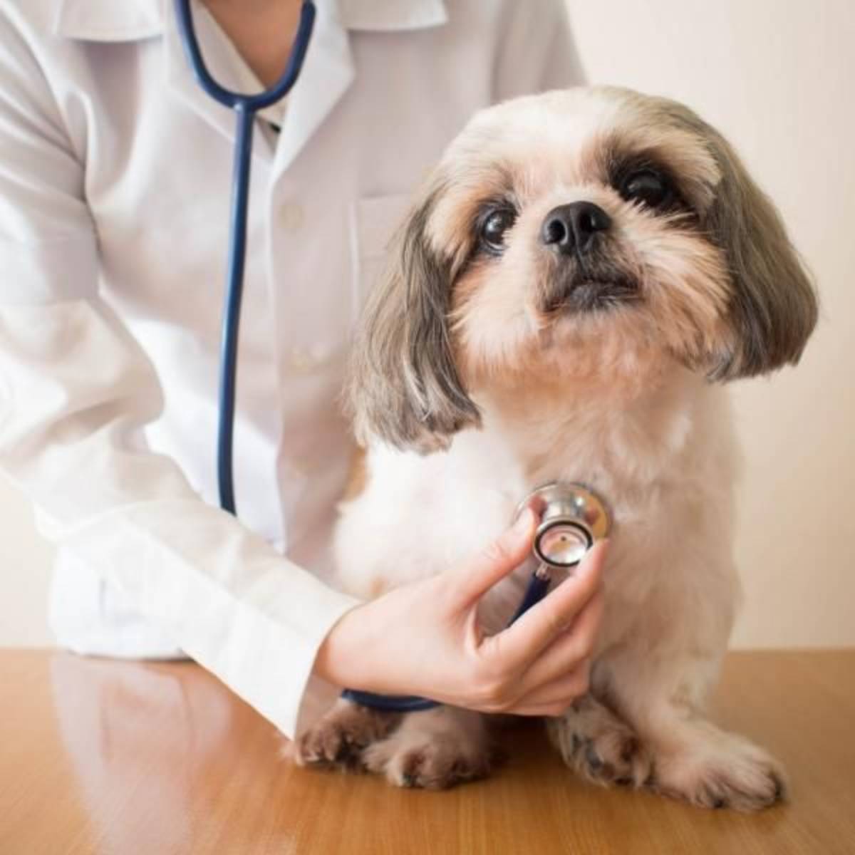 Veterinary science deals with the health and well being of animals.