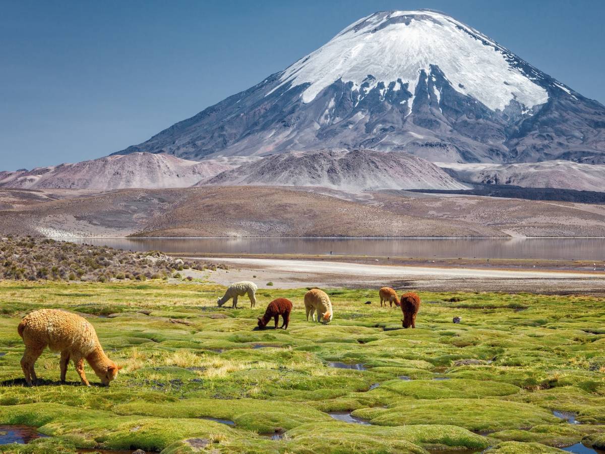 View of mountain with alpacas