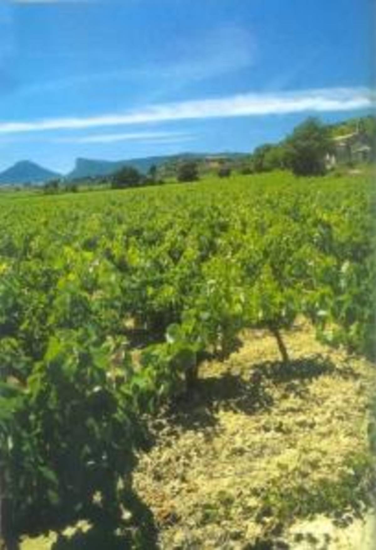 Volunteer in a Green Tourism Project in South of France — photo 1