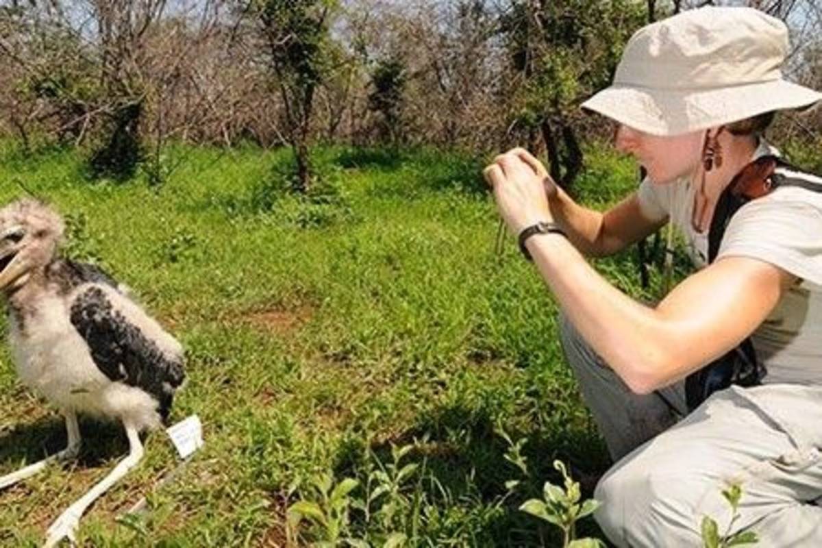 Volunteer and Marabou stork Conservation and Ecology Internship in Swaziland
