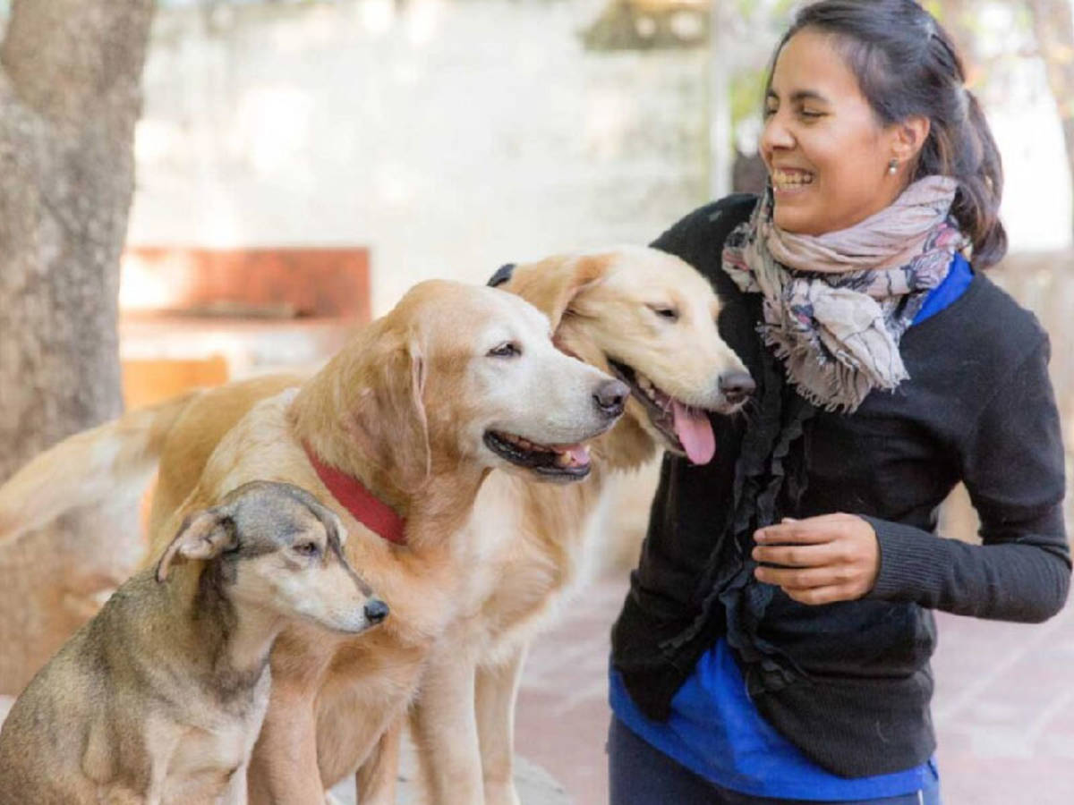 volunteer at a dog shelter